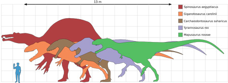 スピノサウルス　画像　比較