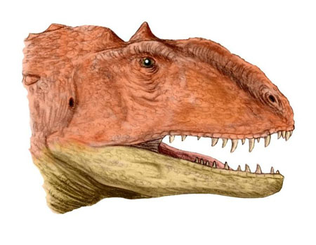 マジュンガサウルス（化石）の一覧です。