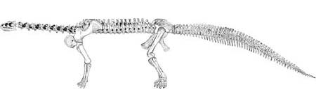 カマラサウルス　1877年の復元図