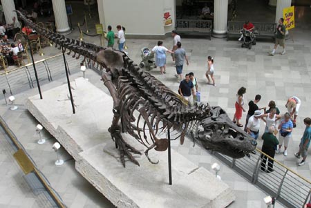 ティラノサウルス、全身骨格