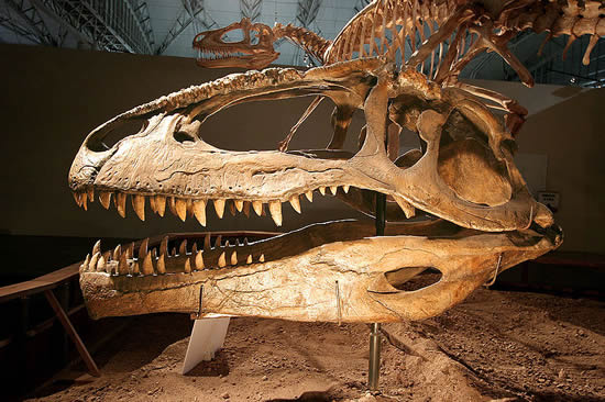 ギガノトサウルスの頭骨