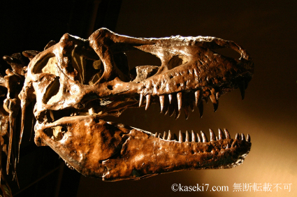 ティラノサウルス・レックス頭部骨格
