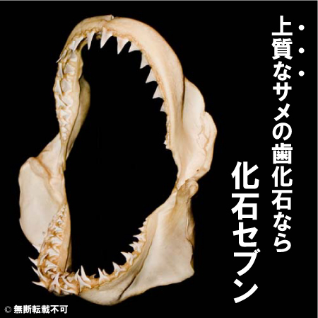 Isurusoxyrinchus（アオザメ） サメ 販売