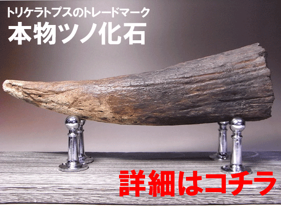 化石 セット