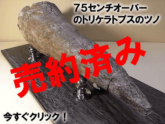 トリケラトプスのツノ