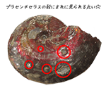 アンモライトの殻にまれに観察される穴の謎