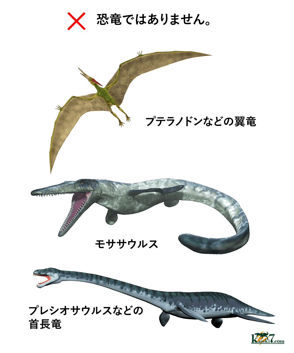 意外と知らない恐竜の種類 恐竜化石に関するコラム 三葉虫 アンモナイト サメの歯