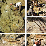 アメリカ　ヘルクリークhellcreekのハドロサウルスの発掘、恐竜