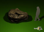ティラノサウルスの頭骨はどれくらい大きい？