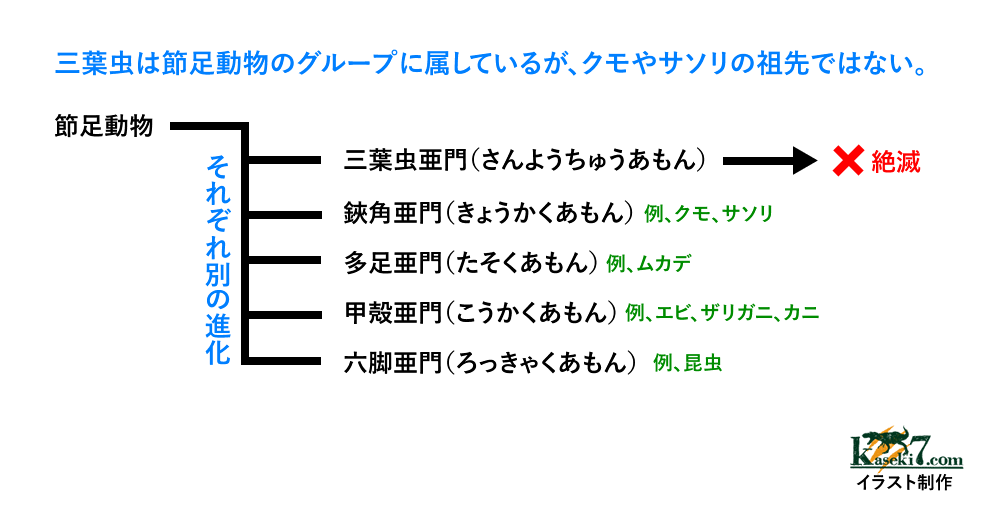 三葉虫は独立したグループ。クモやカニの祖先ではありません。