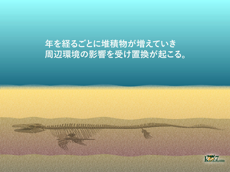 周辺環境の影響を受け、骨の成分の置換が起こる。