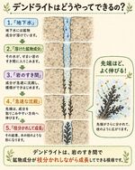 デンドライトはどうやってできるのか？