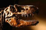 ティラノサウルス科の恐竜はいかにして獲物を捕食したか