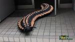 史上最大のムカデ、アースロプレウラ（Arthropleura）とは？