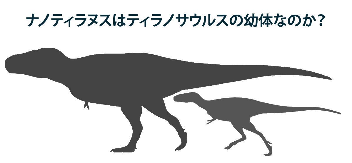 あの長年に渡る議論が終結を迎えた ナノティラヌスはティラノサウルスの幼体だった 恐竜化石に関するコラム 三葉虫 アンモナイト サメの歯