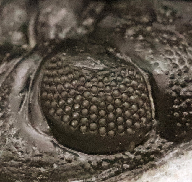 この複眼を御覧ください。