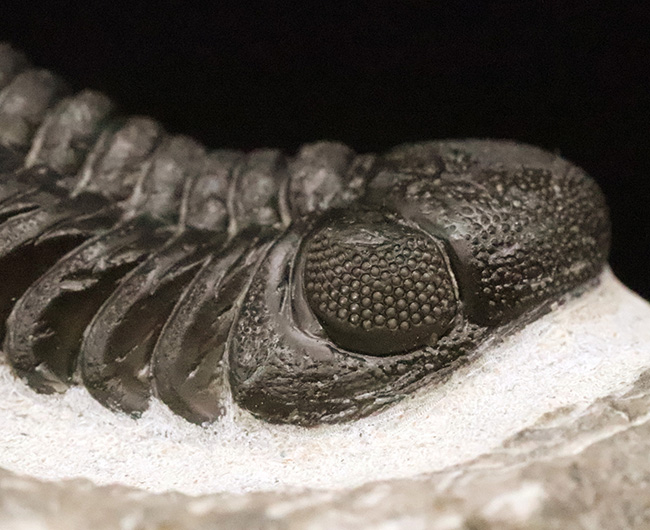 三葉虫は「最初に眼を持った動物」ではありません