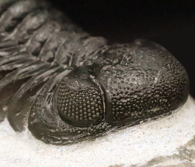 なぜ、そこまで眼が発達したのでしょうか