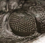 三葉虫と複眼……5億年前に完成していた「見る」という技術