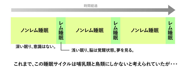 興味深い、睡眠サイクルの違い