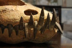 これがエラスモサウルスの本物化石の乱喰い歯だ！！