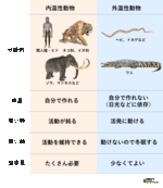 大型な草食恐竜は１日どのくらいの草木を食べていたのか？