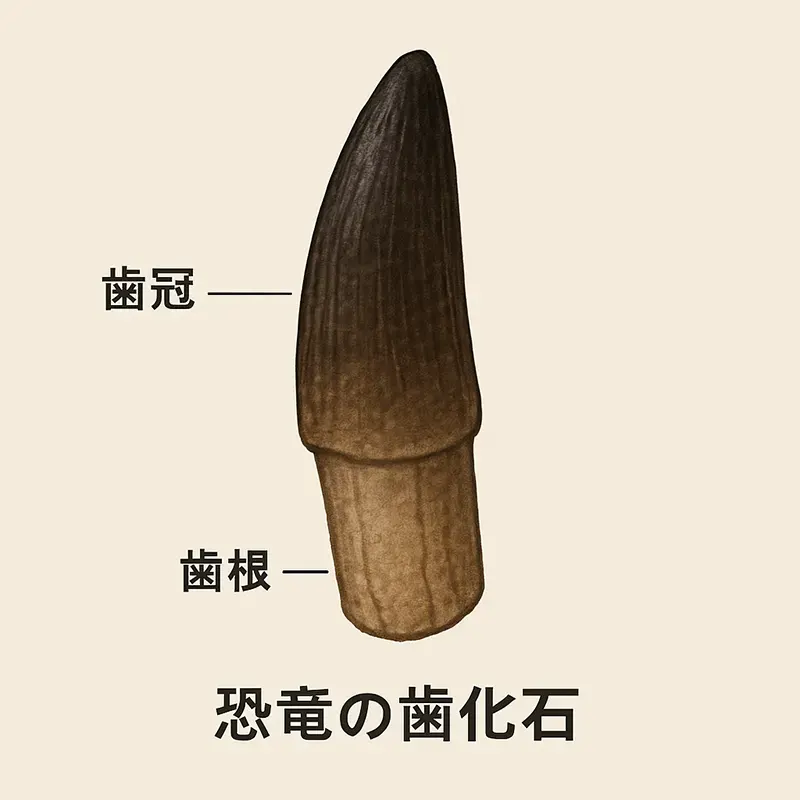 歯根と歯冠とはどの部分のこと？