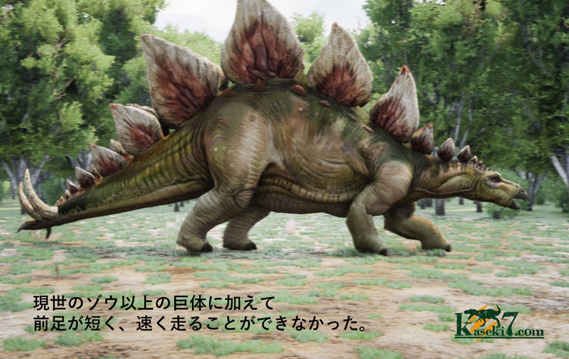 背中の大きなプレートの役割は何?