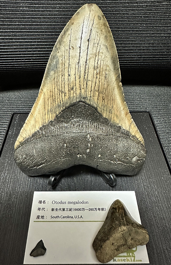 お客様から頂いた写真