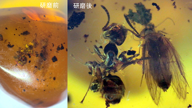 お客様から頂いた写真