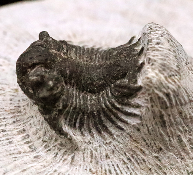 複雑な装飾を持つ三葉虫の代表グループ、リカス目に分類されるベレノピゲ（Belenopyge）の上質個体（その1）