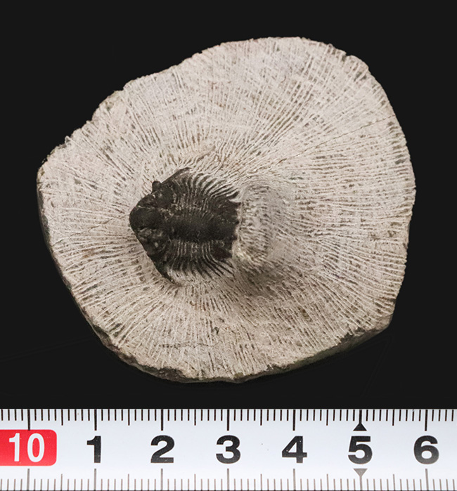 複雑な装飾を持つ三葉虫の代表グループ、リカス目に分類されるベレノピゲ（Belenopyge）の上質個体（その10）