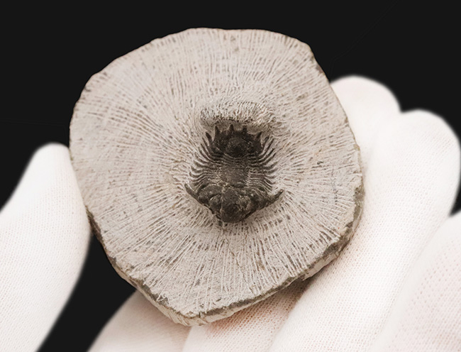 複雑な装飾を持つ三葉虫の代表グループ、リカス目に分類されるベレノピゲ（Belenopyge）の上質個体（その2）