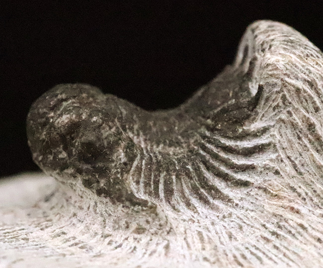 複雑な装飾を持つ三葉虫の代表グループ、リカス目に分類されるベレノピゲ（Belenopyge）の上質個体（その3）