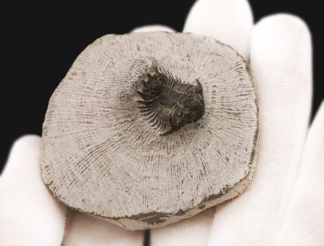 複雑な装飾を持つ三葉虫の代表グループ、リカス目に分類されるベレノピゲ（Belenopyge）の上質個体（その4）