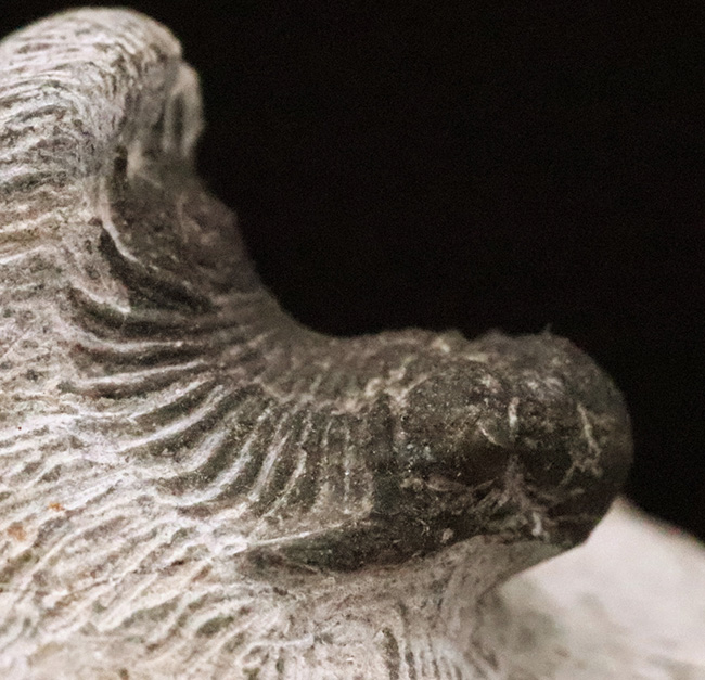 複雑な装飾を持つ三葉虫の代表グループ、リカス目に分類されるベレノピゲ（Belenopyge）の上質個体（その5）