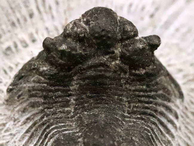 複雑な装飾を持つ三葉虫の代表グループ、リカス目に分類されるベレノピゲ（Belenopyge）の上質個体（その6）