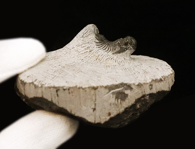 複雑な装飾を持つ三葉虫の代表グループ、リカス目に分類されるベレノピゲ（Belenopyge）の上質個体（その8）
