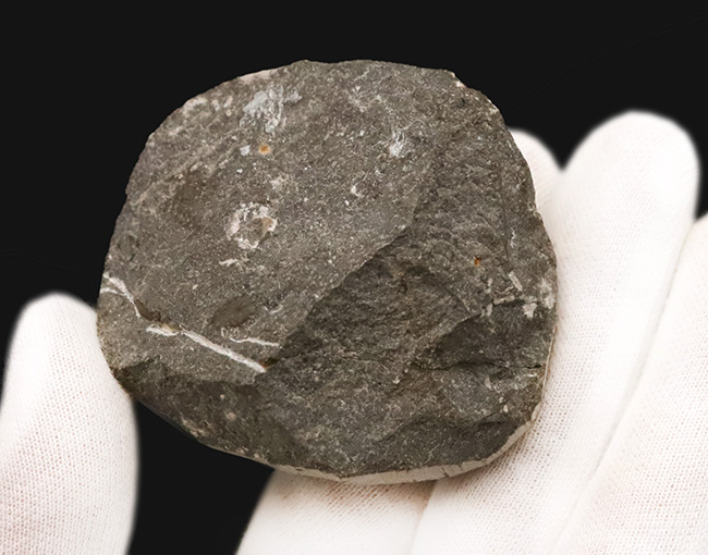 複雑な装飾を持つ三葉虫の代表グループ、リカス目に分類されるベレノピゲ（Belenopyge）の上質個体（その9）
