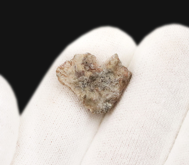 古生代ペルム紀テキサス州産、エリオプス・メガセファルス（Eryops megacephalus）頭骨片化石：厚さ約0.4cmの高密度な骨組織を残す、恐竜以前の大型両生類（その2）