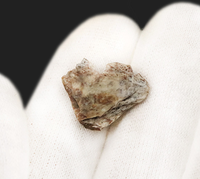 古生代ペルム紀テキサス州産、エリオプス・メガセファルス（Eryops megacephalus）頭骨片化石：厚さ約0.4cmの高密度な骨組織を残す、恐竜以前の大型両生類（その3）