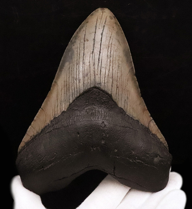 400gを超える重み、全長約16センチ超の迫力！ほんのわずかしかない稀有な存在！圧倒的なサイズと保存状態を兼ね備えた、一級のコレクターズアイテム……メガロドン（Otodus megalodon）の歯化石（その1）