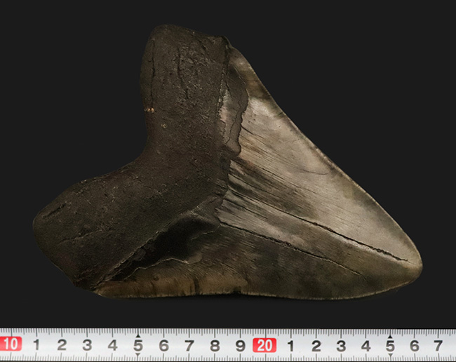 400gを超える重み、全長約16センチ超の迫力！ほんのわずかしかない稀有な存在！圧倒的なサイズと保存状態を兼ね備えた、一級のコレクターズアイテム……メガロドン（Otodus megalodon）の歯化石（その10）