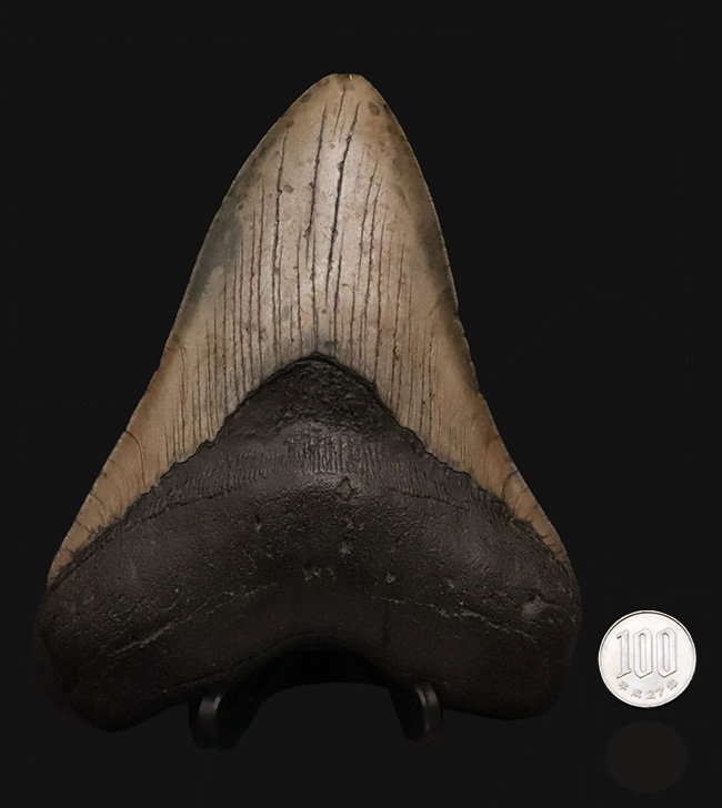 400gを超える重み、全長約16センチ超の迫力！ほんのわずかしかない稀有な存在！圧倒的なサイズと保存状態を兼ね備えた、一級のコレクターズアイテム……メガロドン（Otodus megalodon）の歯化石（その11）