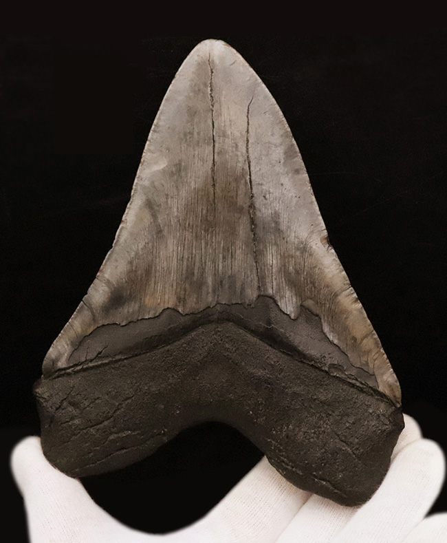 400gを超える重み、全長約16センチ超の迫力！ほんのわずかしかない稀有な存在！圧倒的なサイズと保存状態を兼ね備えた、一級のコレクターズアイテム……メガロドン（Otodus megalodon）の歯化石（その2）