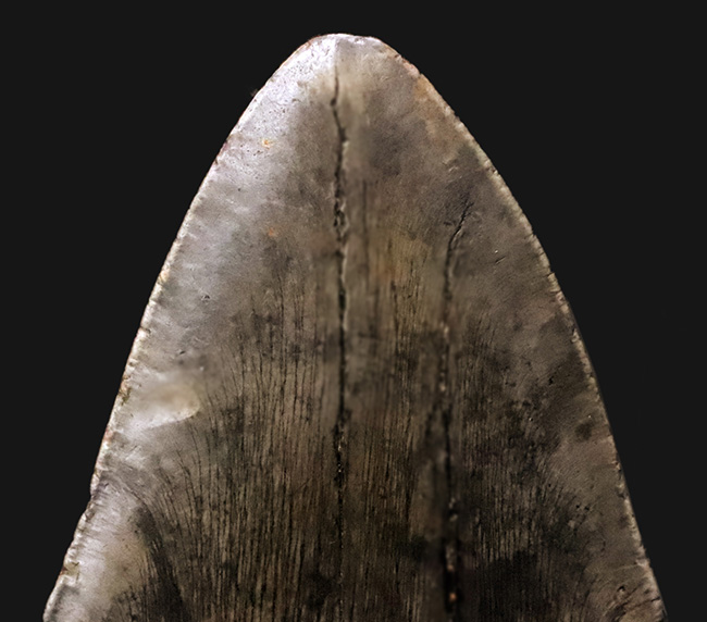 400gを超える重み、全長約16センチ超の迫力！ほんのわずかしかない稀有な存在！圧倒的なサイズと保存状態を兼ね備えた、一級のコレクターズアイテム……メガロドン（Otodus megalodon）の歯化石（その3）