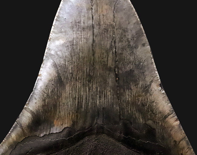 400gを超える重み、全長約16センチ超の迫力！ほんのわずかしかない稀有な存在！圧倒的なサイズと保存状態を兼ね備えた、一級のコレクターズアイテム……メガロドン（Otodus megalodon）の歯化石（その4）