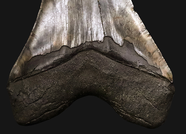 400gを超える重み、全長約16センチ超の迫力！ほんのわずかしかない稀有な存在！圧倒的なサイズと保存状態を兼ね備えた、一級のコレクターズアイテム……メガロドン（Otodus megalodon）の歯化石（その5）