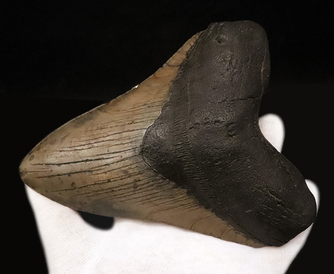 400gを超える重み、全長約16センチ超の迫力！ほんのわずかしかない稀有な存在！圧倒的なサイズと保存状態を兼ね備えた、一級のコレクターズアイテム……メガロドン（Otodus megalodon）の歯化石（その6）