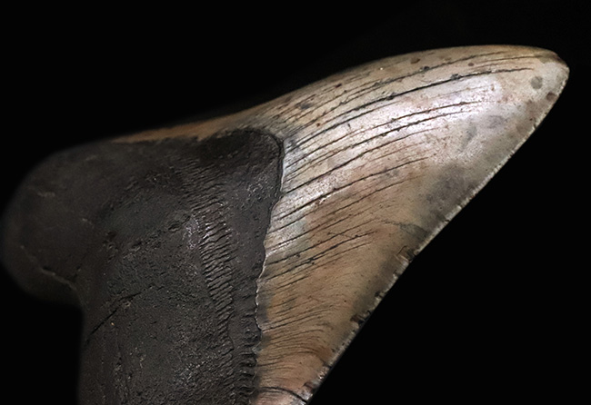 400gを超える重み、全長約16センチ超の迫力！ほんのわずかしかない稀有な存在！圧倒的なサイズと保存状態を兼ね備えた、一級のコレクターズアイテム……メガロドン（Otodus megalodon）の歯化石（その7）